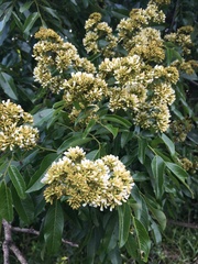 Dalbergia obovata