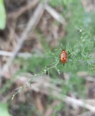 Crioceris duodecimpunctata