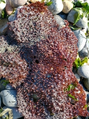 Chondracanthus exasperatus