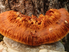 Pycnoporellus fulgens