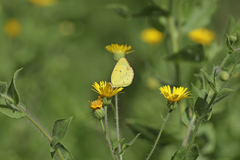 Heterotheca camporum