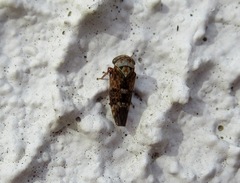 Acericerus vittifrons