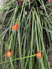 Acanthostachys strobilacea