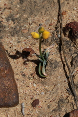 Ornithogalum dubium