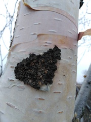 Melanohalea olivacea