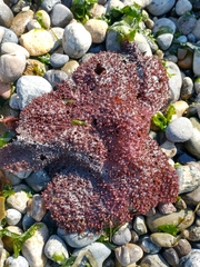 Chondracanthus exasperatus