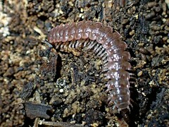 Pseudopolydesmus