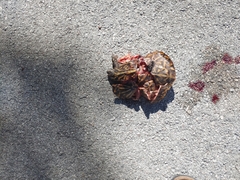 Terrapene carolina bauri