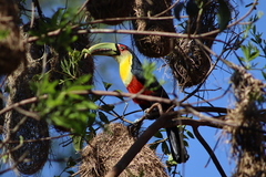 Ramphastos dicolorus