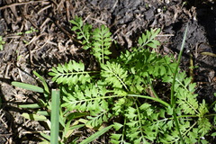 Lepidium didymum