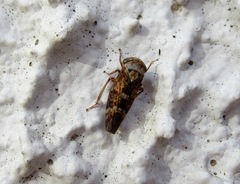 Acericerus vittifrons