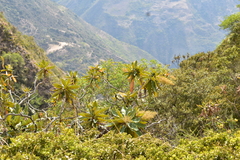 Bocconia frutescens