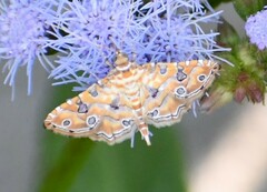 Ommatospila narcaeusalis