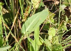 Eryngium campestre