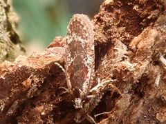 Agonopterix hypericella