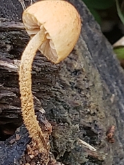 Pleuroflammula tuberculosa