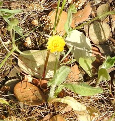 Leontodon longirostris