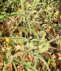 Andryala integrifolia