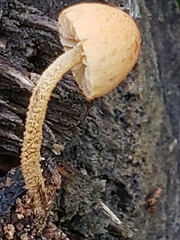 Pleuroflammula tuberculosa