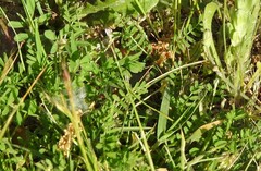 Biserrula pelecinus