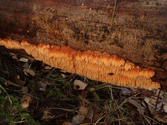 Pycnoporellus alboluteus