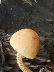 Pleuroflammula tuberculosa