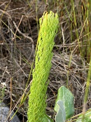 Euryops abrotanifolius