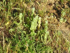 Biserrula pelecinus
