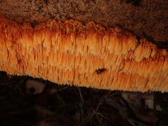 Pycnoporellus alboluteus