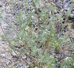 Campanula erinus