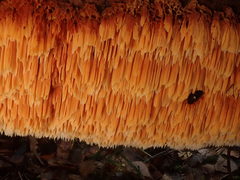 Pycnoporellus alboluteus