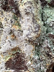 Chaenotheca ferruginea