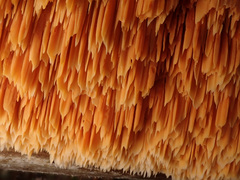 Pycnoporellus alboluteus