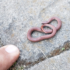 Contia tenuis