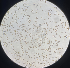 Pleuroflammula tuberculosa