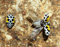 Psyllobora nana