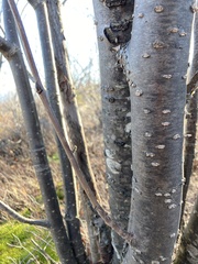 Sorbus decora