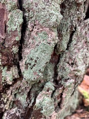 Chaenotheca ferruginea