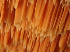 Pycnoporellus alboluteus