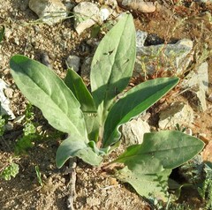 Cynoglossum creticum