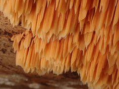 Pycnoporellus alboluteus