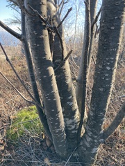 Sorbus decora