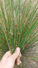Restionaceae