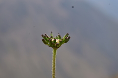 Niphogeton dissecta