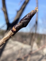 Sorbus decora
