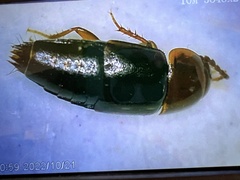 Tachinus