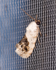 Ponometia erastrioides