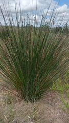 Restionaceae