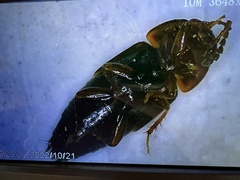 Tachinus