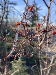 Sorbus decora